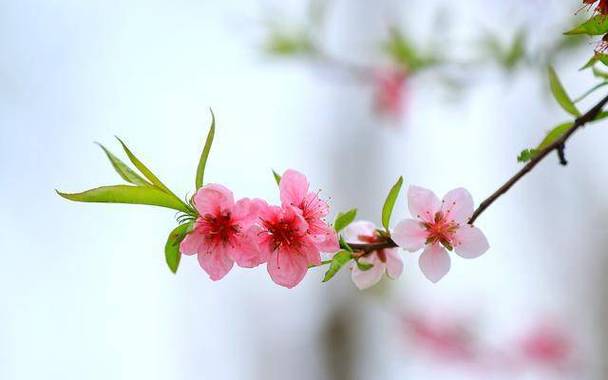 7月，桃花节节攀升，喜报频出的四大星座，终于邂逅良缘！  第1张